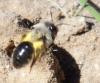 Andrena vaga